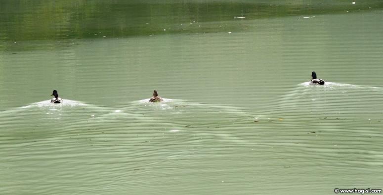 2011-Zaklj 052.jpg