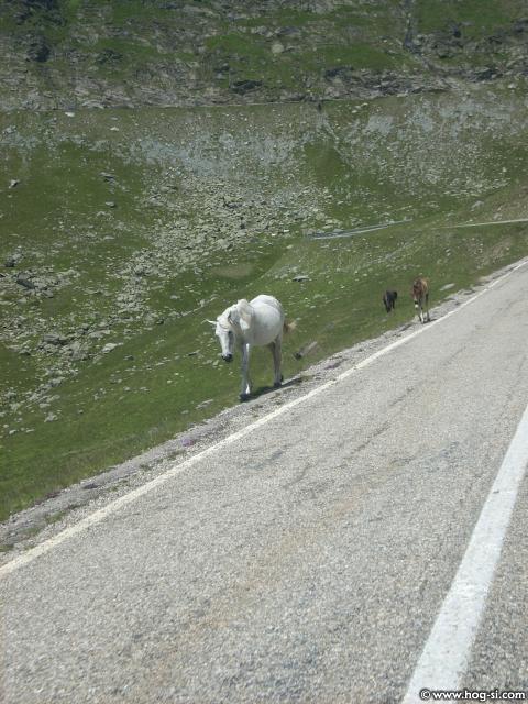 DSCN4957.jpg