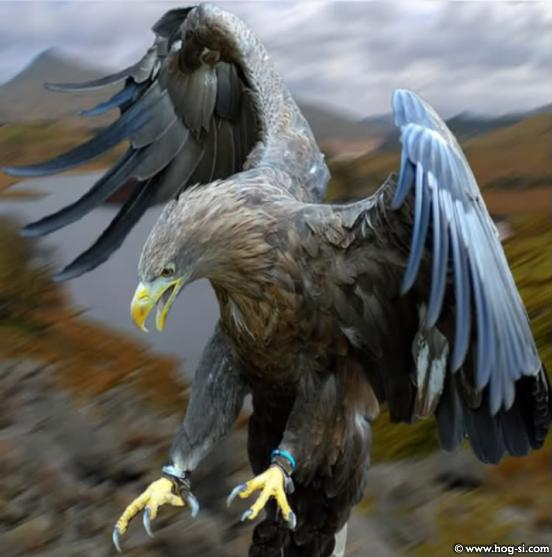 GoldenEagle-1-1-1.jpg