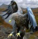 GoldenEagle-1-1-1.jpg